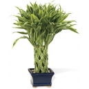 online mothers day plants to philippines