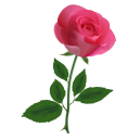 online pink roses to philippines