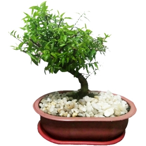 ficus nana specie bonsai to philippines