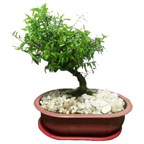 ficus nana specie bonsai to philippines