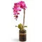 send orchid plant in philippines